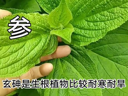 这个植物就叫玄参,也叫元参,你见过吗?#你的家乡有这种植物吗 #我为家乡农产品代言 #识百草 #中草药