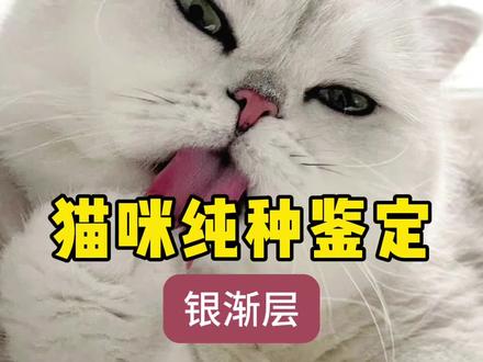 银渐层纯不纯?四招教你识别 #新手养猫 #银渐层 #猫咪纯种鉴定