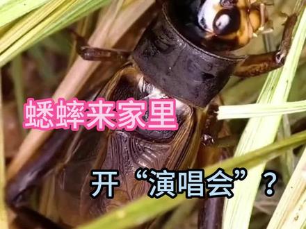 蟋蟀来家里叫个不停怎么办?#蟋蟀来家里叫 #蟋蟀 #杀虫