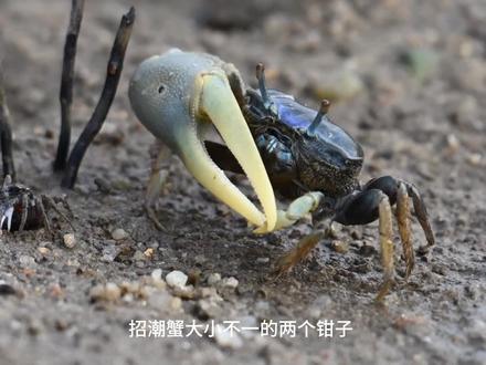 招潮蟹,极具辨识度的大钳子强而有力,是保护领地争夺配偶的利器 #螃蟹 #动物 #动物世界