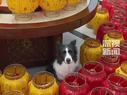 近日,吉林一女子凌晨挑选新年灯笼,因价格偏高未下单便睡着。结果手机未锁屏,家中边牧误触手机下单100多个灯笼,总价约5455元。网友:家里整成景区了。#边牧 #神奇动物 #灯笼