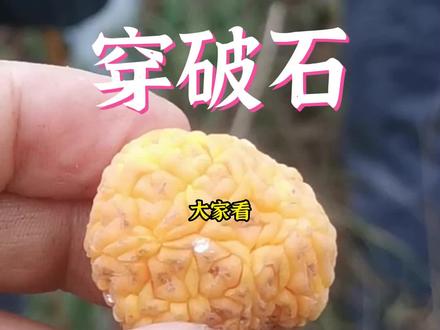 穿破石成熟了,很多人不知道可以泡酒喝!#大自然的馈赠 #大山里的原生态 #农村生活