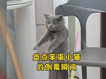 盘点笨蛋小猫的倒霉瞬间#猫咪 #倒霉蛋 #搞笑