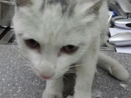 这是流浪猫泥轰的故事❤️#爱宠治愈季