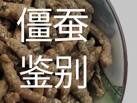 同样都是感染真菌而死,为什么冬虫夏草那么贵我那么便宜?#僵蚕 #中药 #中药科普