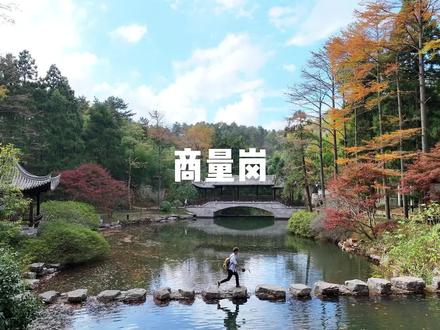 宁波海拔最高的秋天,商量岗真的太美了#商量岗 #宁波的秋天 #中林南苑云上清溪 #金钱松