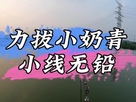 为什么打无铅钓青鱼会用到8号线?#2023dou来钓鱼 #黑坑青鱼 #钓大物 #无铅钓法 #原来钓鱼才是抖音运动顶流