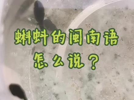#闽南 #小蝌蚪 闽南语的“蝌蚪”怎么说呢?