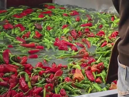 男子坚持2年用辣椒喂鱼,每月约10吨 涵盖多个辣椒品类,“既解决了辣椒滞销 又降低养殖成本”