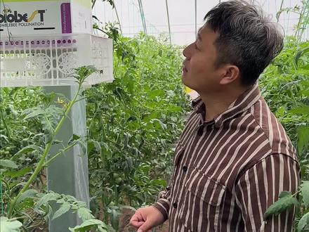 雄蜂授粉不但提高品质,省时又省力#三农计划2022 #