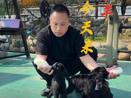 今天来给小羊喂喂奶 #宠物训练 #小羊 #善待动物