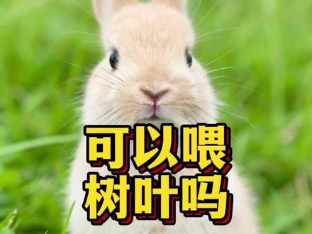 兔子可以吃树叶吗? #宠物兔怎么养