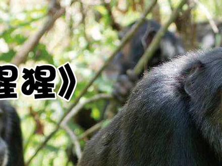 大猩猩的喜怒哀乐!#科普 #动物 #大猩猩