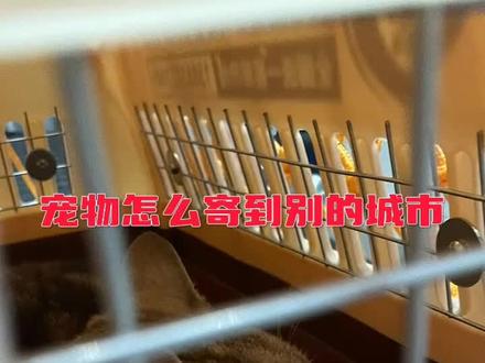 宠物怎么寄到别的城市?1、大巴托运。比较短途的邮寄,可以直接找到大巴,让大巴托运过去,费用一般不会太高,需要先准备好透气的箱航空箱。2、火车托运。如果坐火车去旅游还想带着宠物,就要携带动物检疫证明,也可以到火车站开证明。3、航空托运。长途可以选择航空托运,不管是宠物公司邮寄,还是自己带宠物出行,必不可少的还是检疫。4、宠物托运公司邮寄。宠物公司相比自己直接托运要专业的多,对宠物的照顾会更放心。(宠必达、顺丰必达,宠物、国际宠物托运、顺丰宠物托运、宠物托运接单平台、宠物空运、宠乐游宠物托运、一喂宠物托运、人宠同行)#宠物怎么寄到别的城市 #宠物托运#宠物托运全攻略 #顺丰托运宠物价格表#顺丰宠必达
