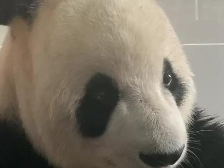 飞云:你想吃我的笋?没门!