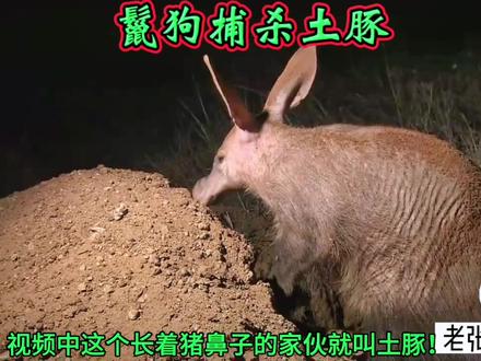 鬣狗捕杀土豚!土豚居然凭空消失!#神奇动物在抖音