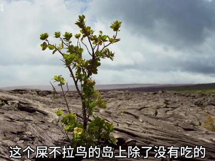 海鬣蜥,现存唯一可以下海的蜥蜴,而它下海,只为填饱肚子#动物世界 #海鬣蜥