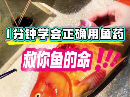 1分钟学会正确用鱼药,救你鱼一命! 学废了吗?以后不要在直接下药了,按照流程真能救你鱼一命#鱼病 #鱼病防治 #观赏鱼 #新手养鱼 #老张爱养鱼