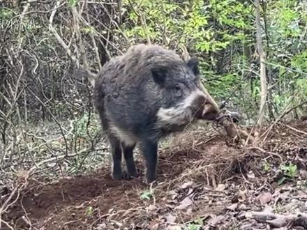 日本小伙自从疫情失业后,整天研究抓野猪,终于狩猎了200斤野猪 #野猪泛滥 #野猪出没 #狩猎 #打猎
