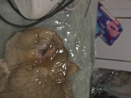 其实并没有 音频乱配的#小脑斧