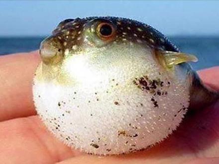 #素描画 这只河豚有点个性!