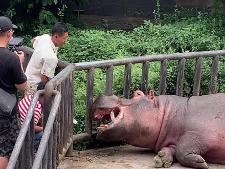 河马吃西瓜!太可爱了!^ _ ^