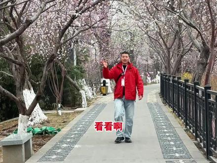 3.13号天津桃花堤实况,花已经全面盛开,期待你的到来!#桃花堤 #天津赏花好去处 #桃花美拍#桃梦红桥源启津门#你好天津