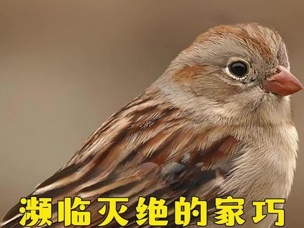 保护环境爱护动物,小麻雀