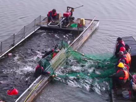 “小雪腌菜,大雪腌肉”,苏州气象意义入冬之时,常熟昆承湖的冬季开捕也如约而至,萝卜红烧鱼头,腌咸鱼,这一份独属于江南的冬日滋味你喜欢吗