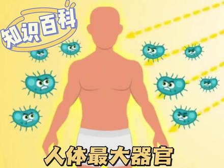 人体最大的器官:皮肤#科普 #知识科普 #少儿百科 #百科知识 #器官 #动画 #创意美术 #科普动画 #少儿科普 #涨知识了 #育儿 #十万个为什么 #亲子教育 #跨学科 #亲子 #科普知识 #有趣的知识又增长了 #每天跟我涨知识