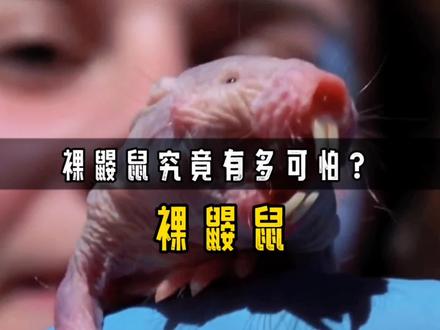 裸鼹鼠究竟有多可怕?变成植物、不得病、永葆青春 #裸鼹鼠 #神奇动物 #动物科普 #涨知识 #知识创作人 #动物 #保护动物 #涨见识 #奇闻奇事 #科普一下