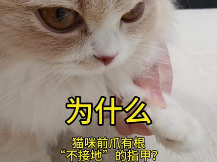 猫咪自带的“安全钩”与“隐患刺”#猫咪指甲 #猫咪悬爪 #猫咪健康 #知识科普 #猫知识