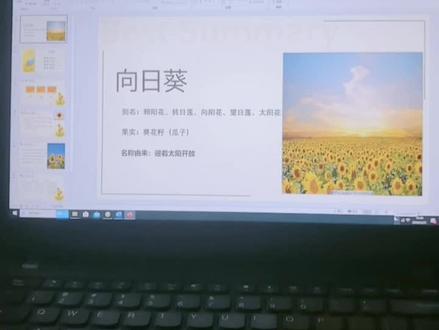 老大儿童节介绍植物的ppt,向阳而开的~向日葵🌻