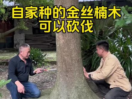 自家种的金丝楠木可以砍伐#金丝楠木 #金丝楠 #别墅庭院植物 #金丝楠木树苗