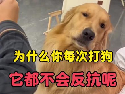 为什么你每次打狗它都不会反抗#狗狗 #新手养狗 #养狗经验分享 #萌宠出道计划
