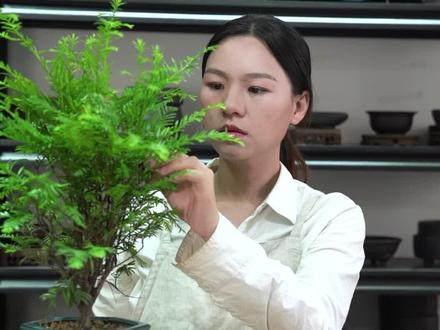 注意!红豆杉的果实能吃吗?