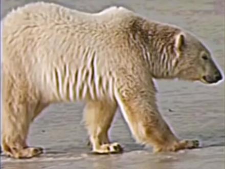 29.09.2026 北极熊#萌物 #不明生物#2026