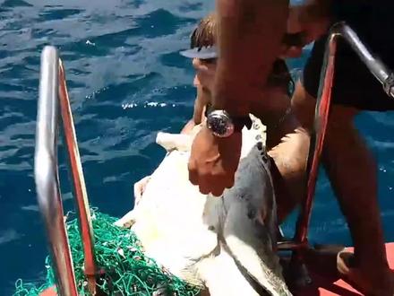 救助渔网海龟#动物解说 #动物救助 #动物 #海龟