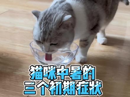 高温天气猫咪很热的三个初期表现,要预防猫咪中暑哦!#猫咪中暑 #猫夏天不热吗 #萌宠出道计划