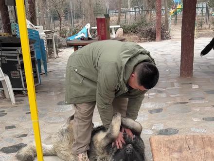 猜猜铁汁和小九多少斤,明天公布答案 #伯恩山拿铁 #高加索九菜 #恶霸犬大圣