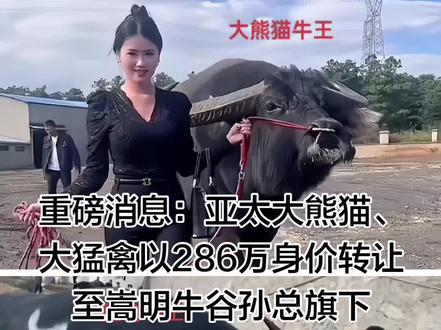 大熊猫 大猛禽 以286万成交价 下架嵩明牛谷孙总旗下!