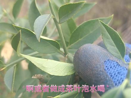 #识百草 #中药本草 上期视频还有朋友留言,说是仙鹤草,这个季节那里有仙鹤草。蓝布正,须根簇生,仙鹤草,根多呈块茎状,根茎短。