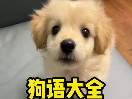 狗狗叫声大全,点合集查看 与狗子互动放给它听听吧