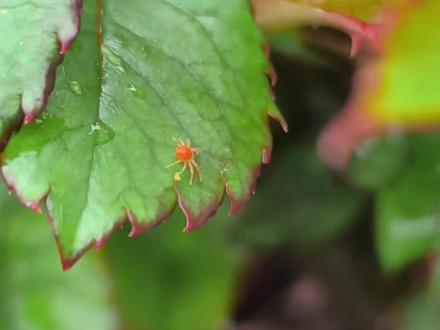 红蜘蛛天敌来了——大赤螨,带你回家!#月季养护 #月季红蜘蛛 #月季养护 #月季病虫害