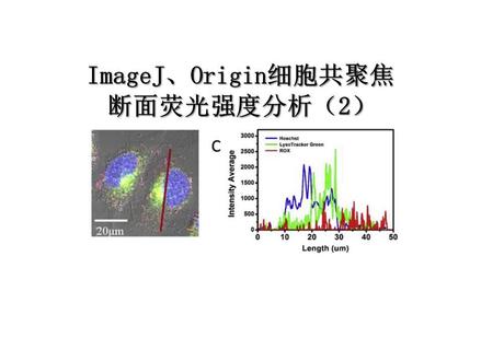 #研究生 ImageJ,Origin细胞共聚焦断面荧光强度分析实例2