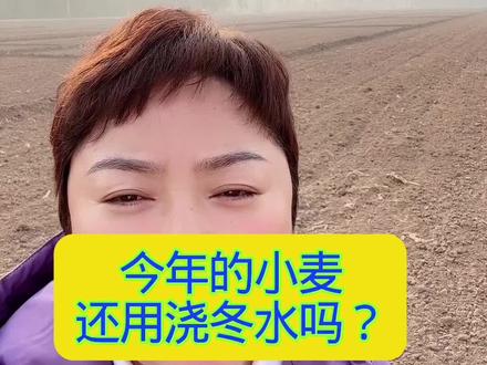 今年的麦子还用浇冻水吗