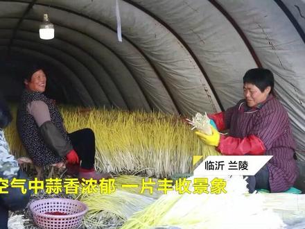 山东省兰陵县村民冬天闲不住 种蒜黄增收入 #兰陵县 #优质农产品 #山东临沂