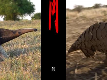 披着最强铠甲的动物,却倒在了人类贪婪之下,穿山甲残酷生存现状 很多人好奇穿山甲和食蚁兽谁的舌头更灵活,但真正了解之后才发现,穿山甲这种看似拥有完美防御的生物,如今数量已经比大熊猫还少。它能扛住狮子的利齿,却扛不住人类的贪婪。#穿山甲 #生物科普 #科普 #野生动物