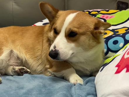 怎么会有狗喜欢吃这个….#动物的迷惑行为#刘回