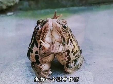 蛤蟆,你知道我这六年是怎么过的吗#万万没想到